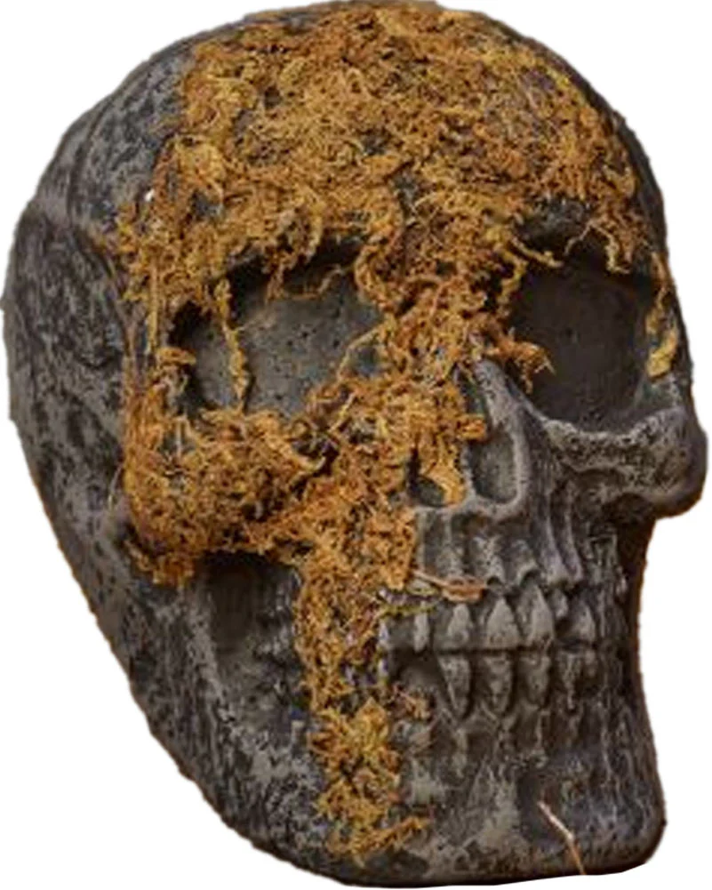 Jaw Moss Covered Skull - Image 3