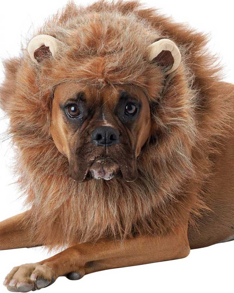 King Of The Jungle Pet Costume - Image 2
