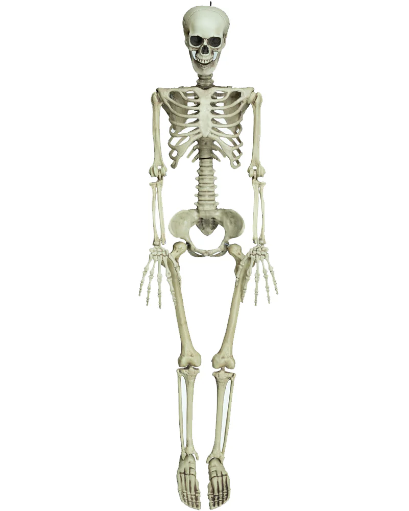 Little Mate Posable Skeleton Prop 90cm
