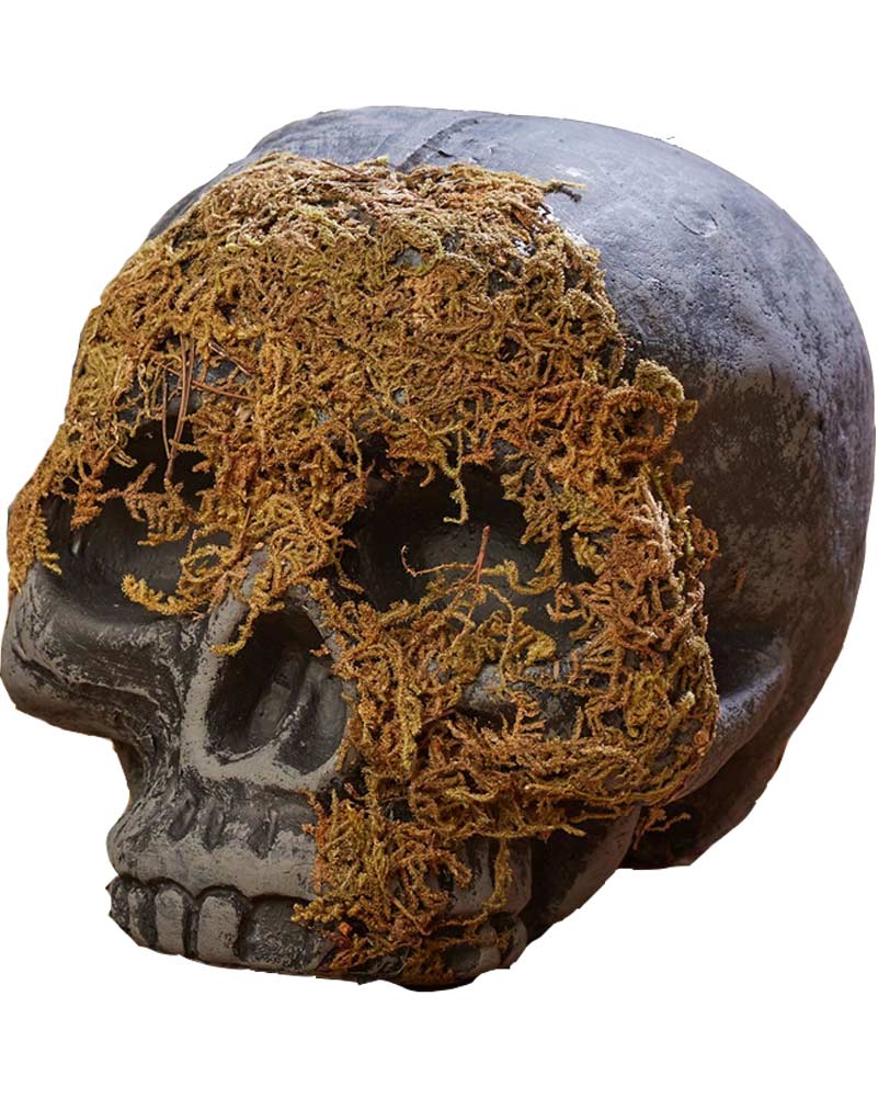 No Jaw Moss Covered Skull
