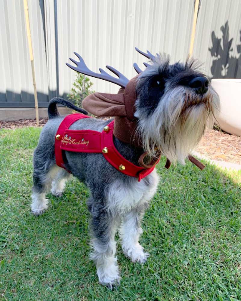Reindeer Dog Pet Christmas Costume - Image 3
